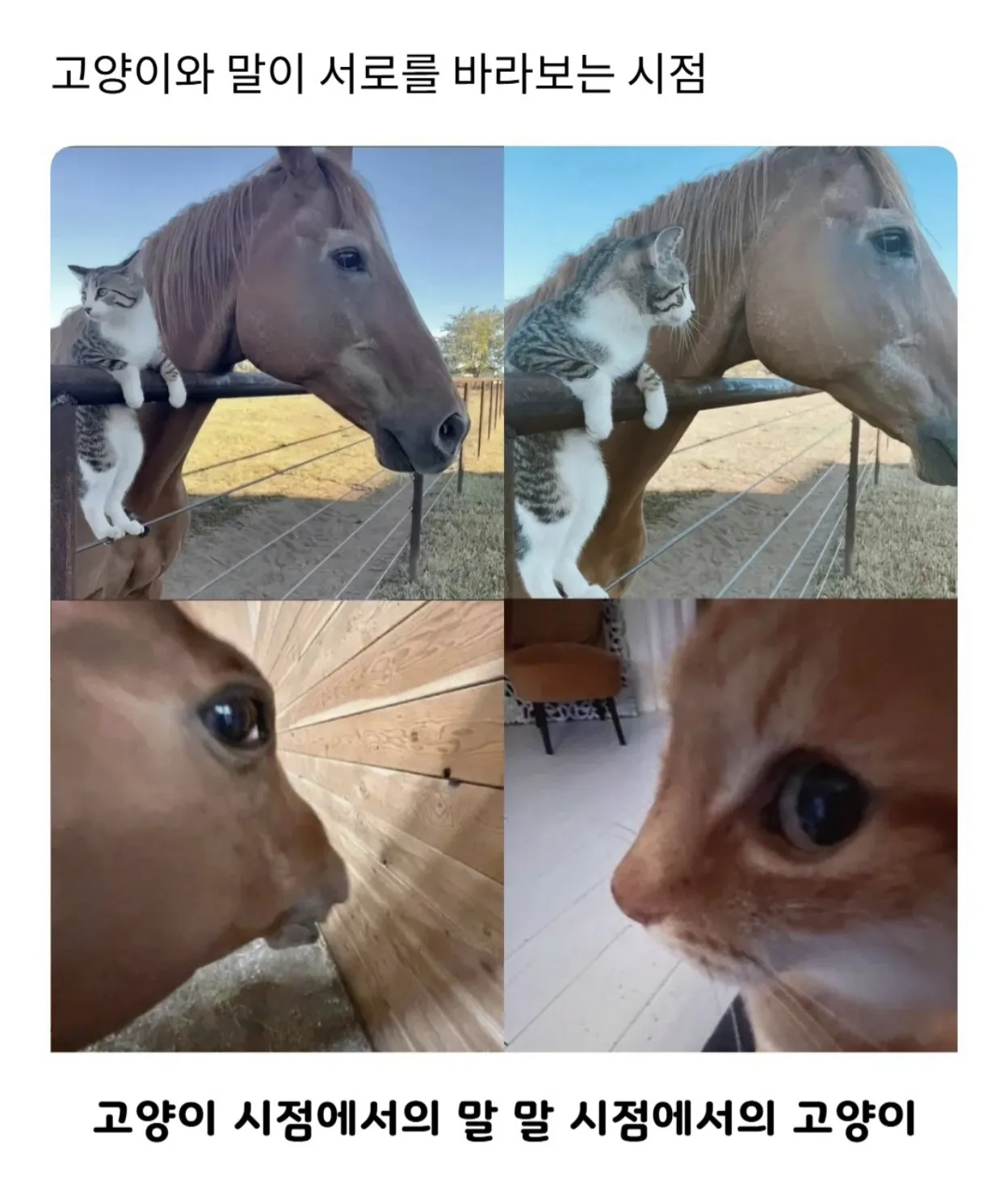 고양이와 말이 서로를 바라보는 시점.jpg