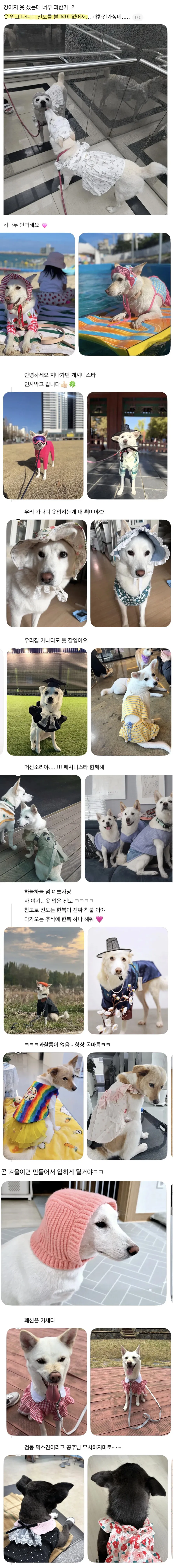 강아지 옷 샀는데 너무 과한가..?