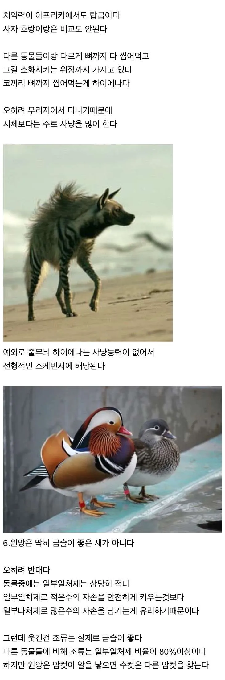 신기한 동물 지식 10가지