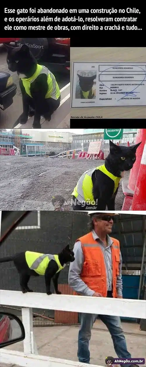 레벨존 인기 게시물 - 공사현장에 자주 오는 고양이 직원들이 안전조끼 입혀줌