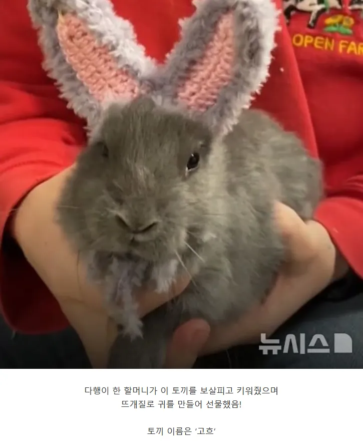 귀 없이 태어난 토끼를 보살핀 할머니