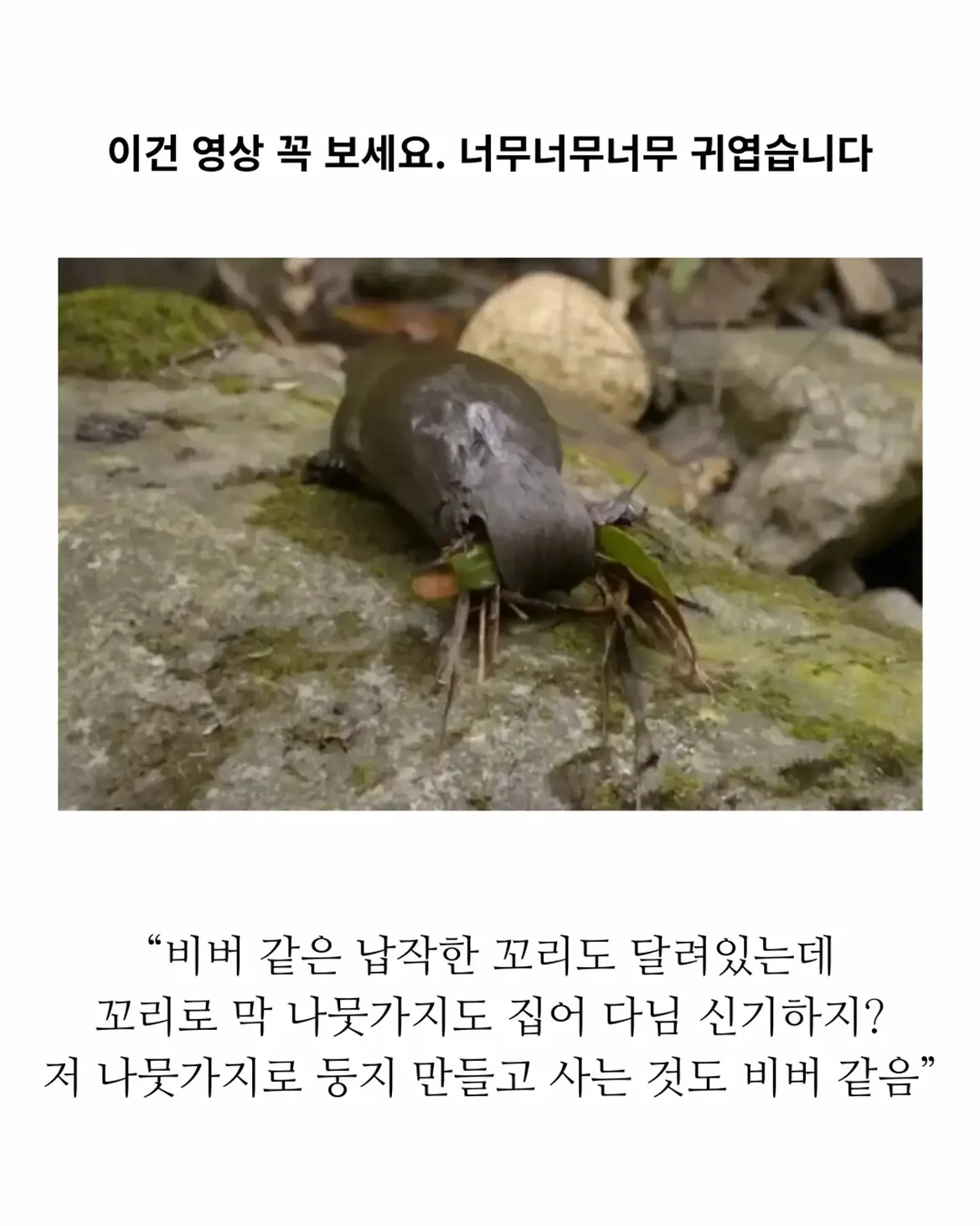 18세기 허언증 갤러리.jpg