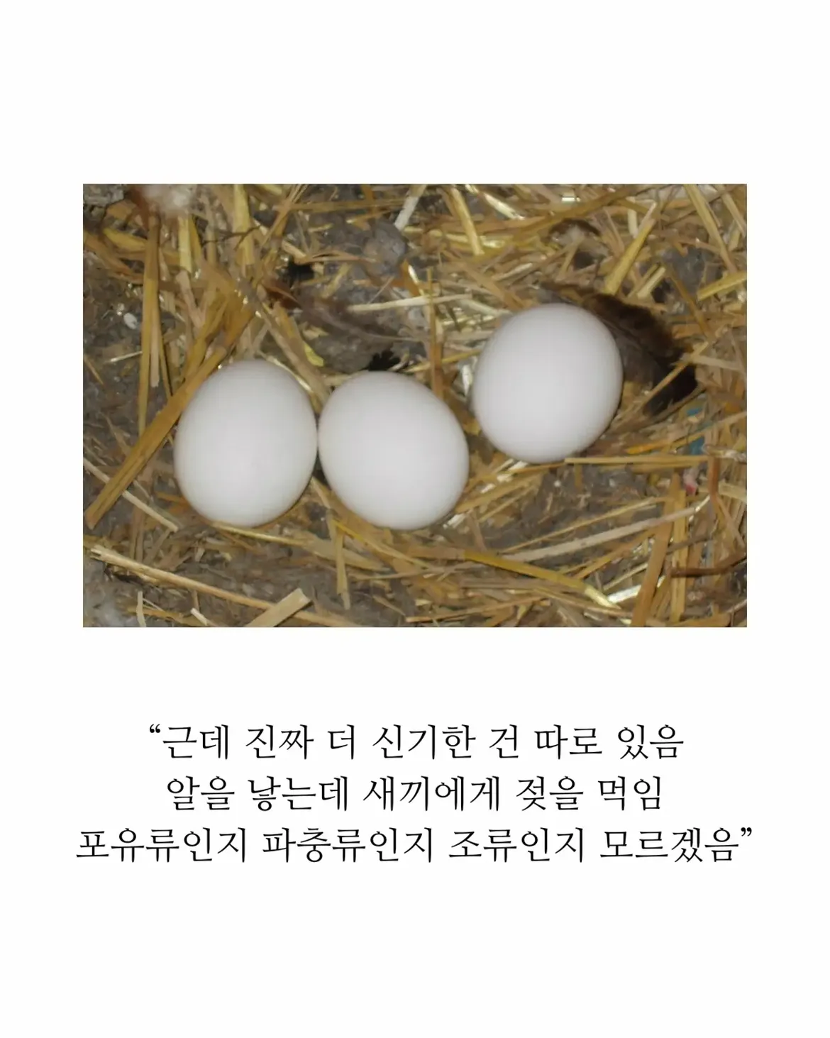 18세기 허언증 갤러리.jpg