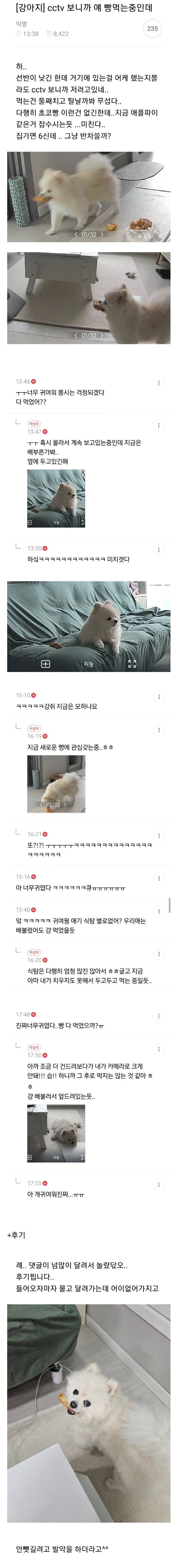 주인 몰래 빵 훔쳐먹는 댕댕이.jpg