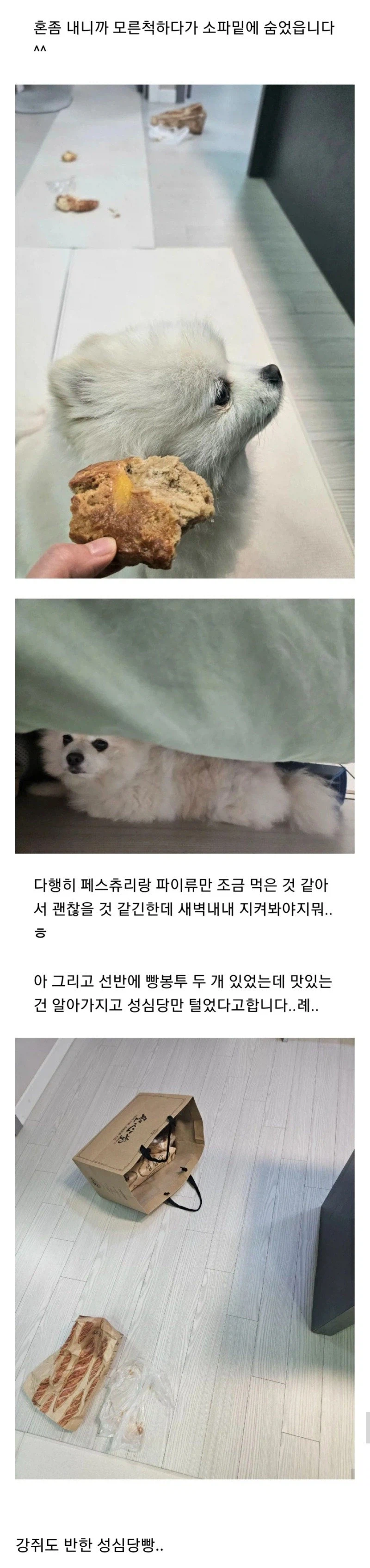 주인 몰래 빵 훔쳐먹는 댕댕이.jpg