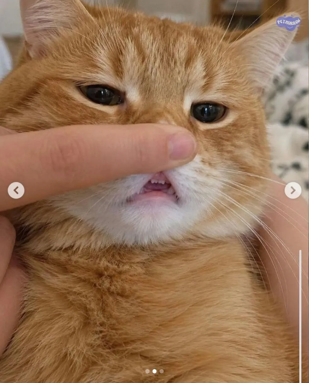 사람보다 치아 가지런한 고양이