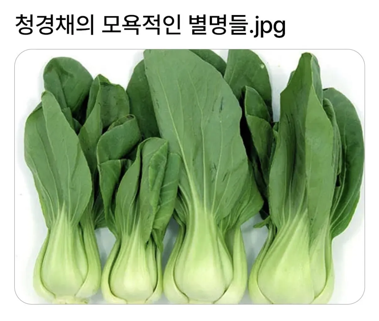 청경채의 모욕적인 별명들.jpg