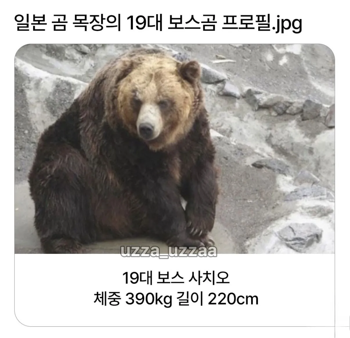 일본 곰 목장의 19대 보스곰 프로필.jpg