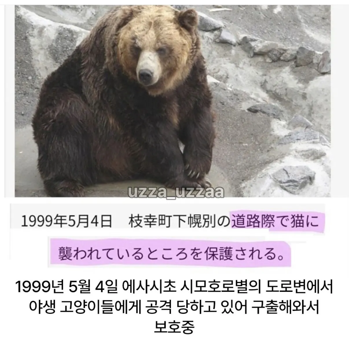 일본 곰 목장의 19대 보스곰 프로필.jpg