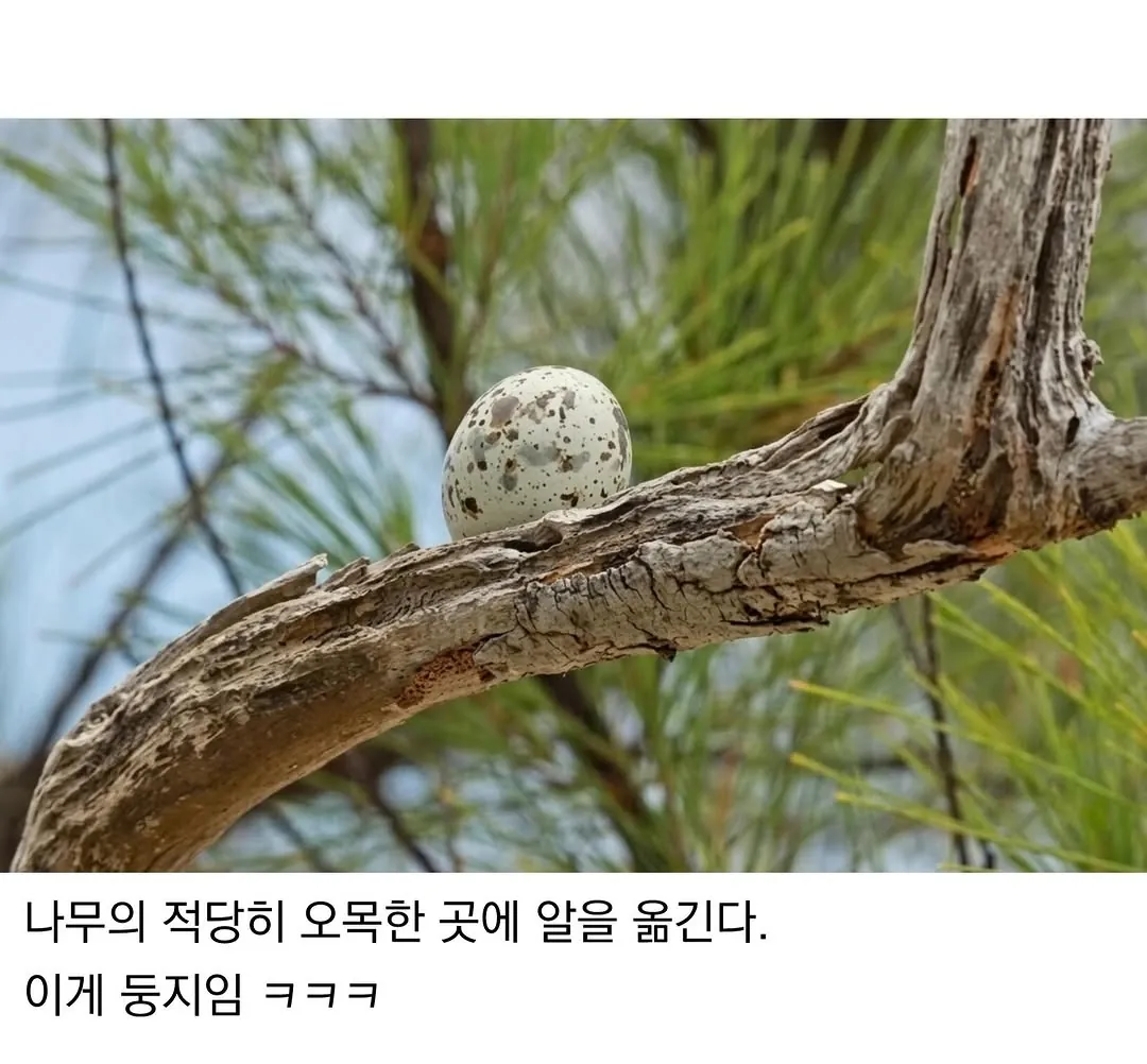태어난 김에 대충 사는 새.jpg