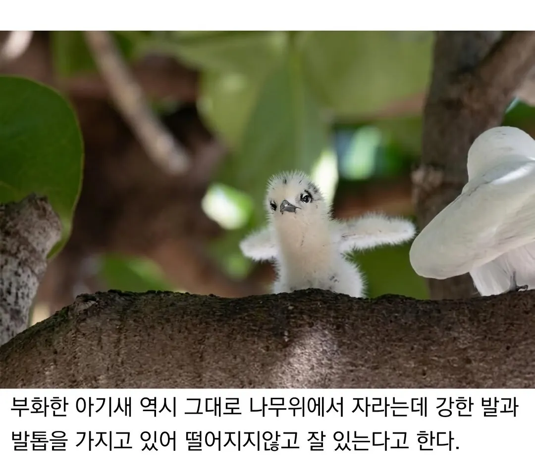 태어난 김에 대충 사는 새.jpg