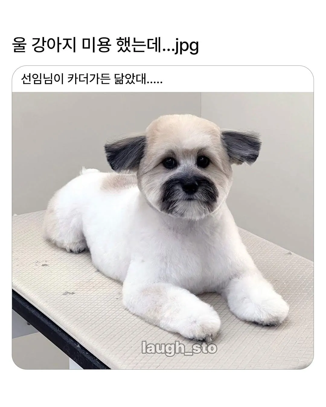 카더가든 닮은 강아지.jpg