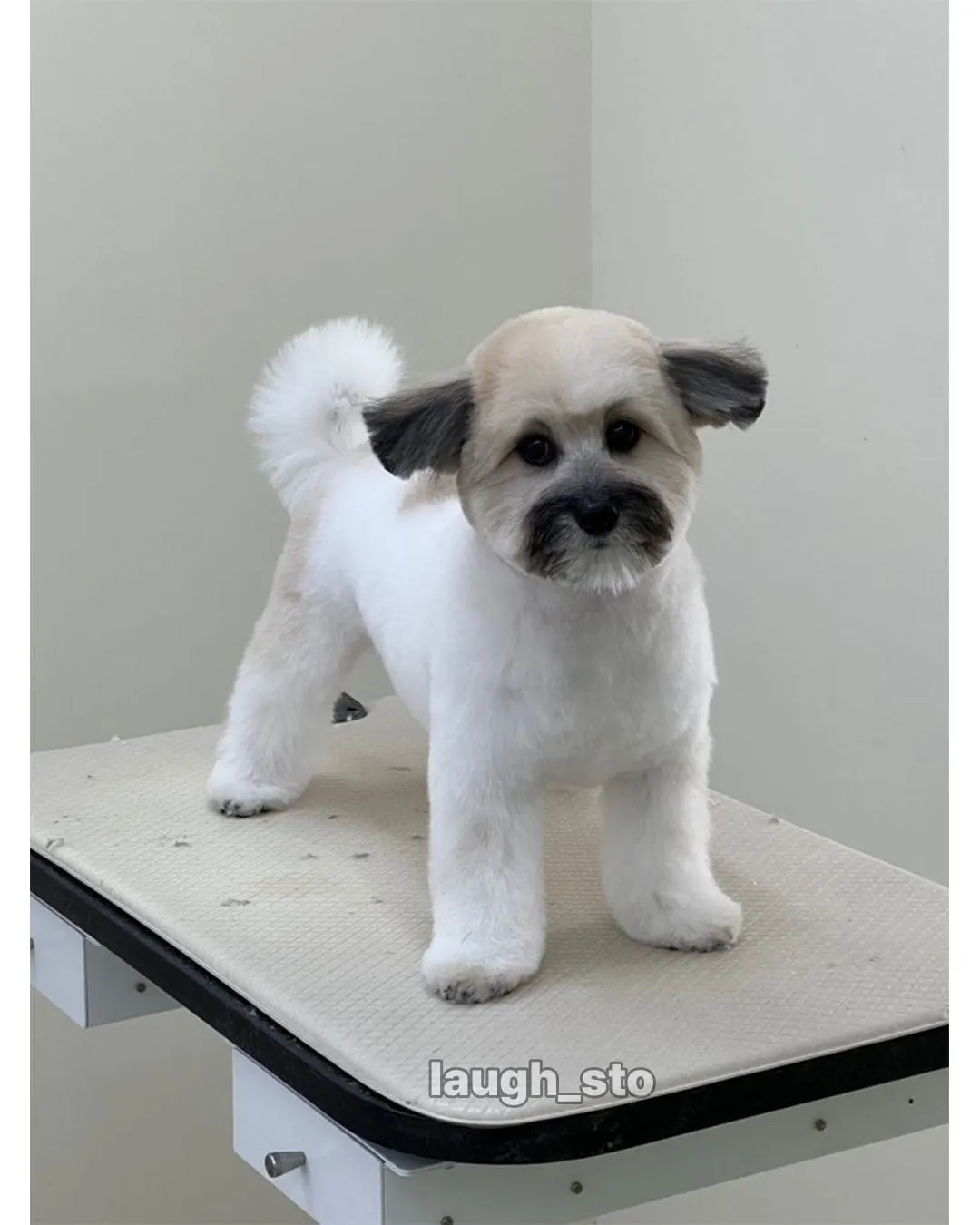 카더가든 닮은 강아지.jpg
