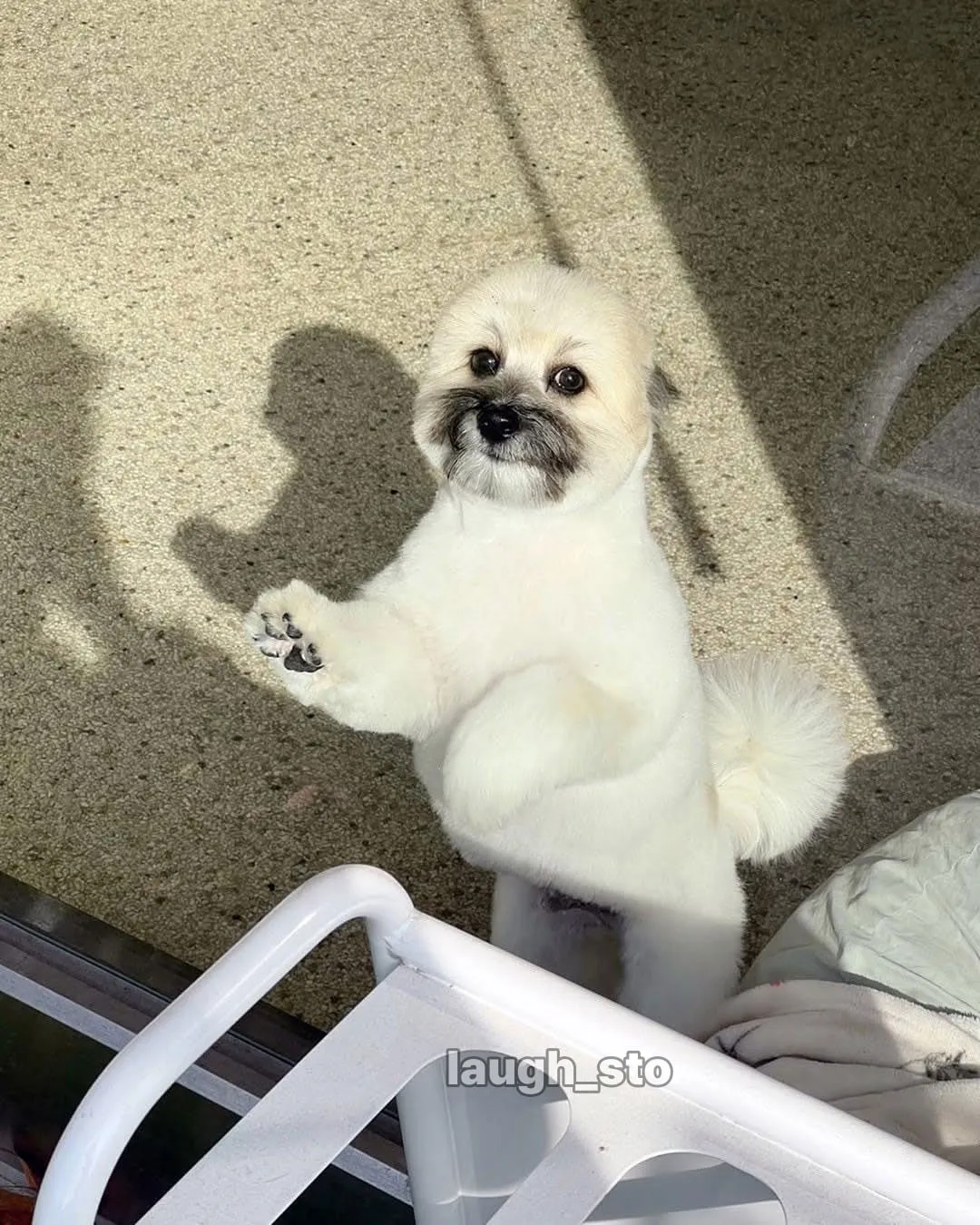 카더가든 닮은 강아지.jpg