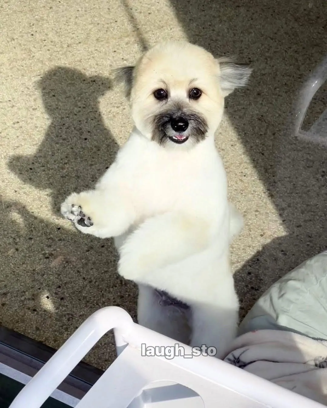 카더가든 닮은 강아지.jpg