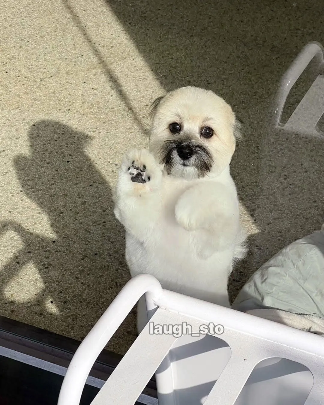 카더가든 닮은 강아지.jpg
