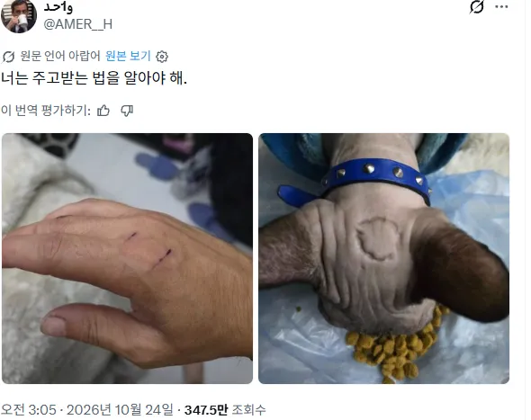 스핑크스 좆냥이에게 예절을 알려준 아랍인