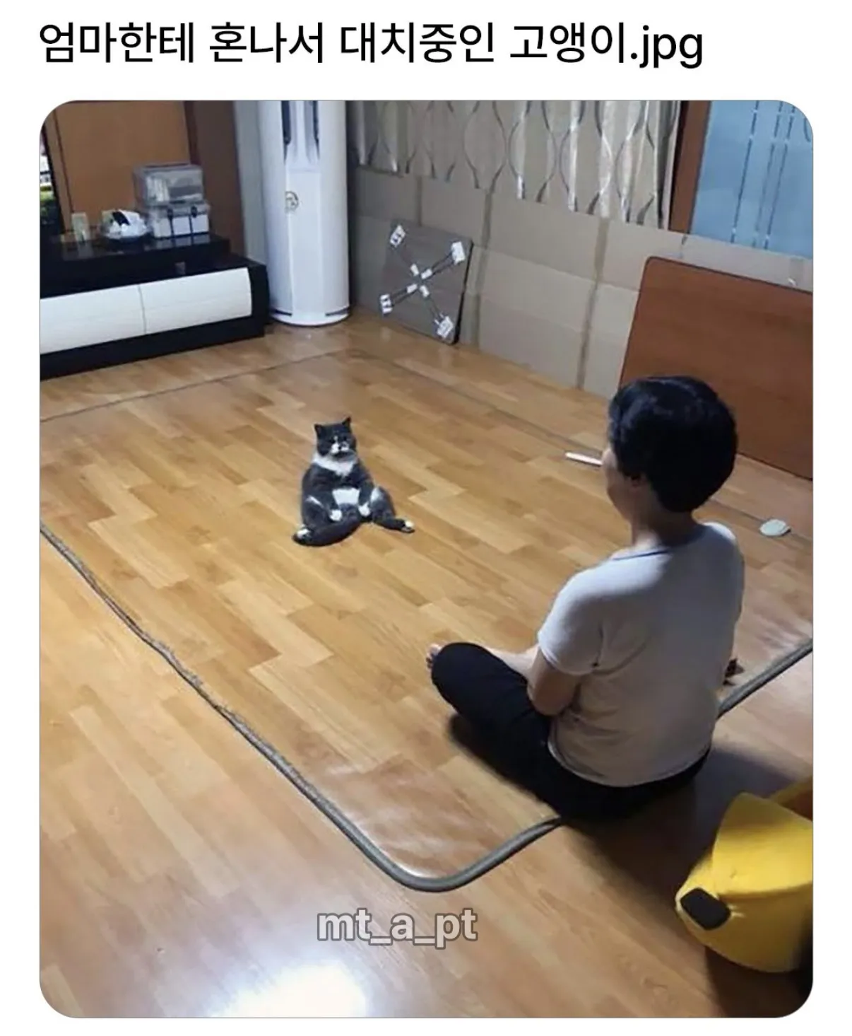 엄마한테 혼나서 대치중인 고앵이.jpg