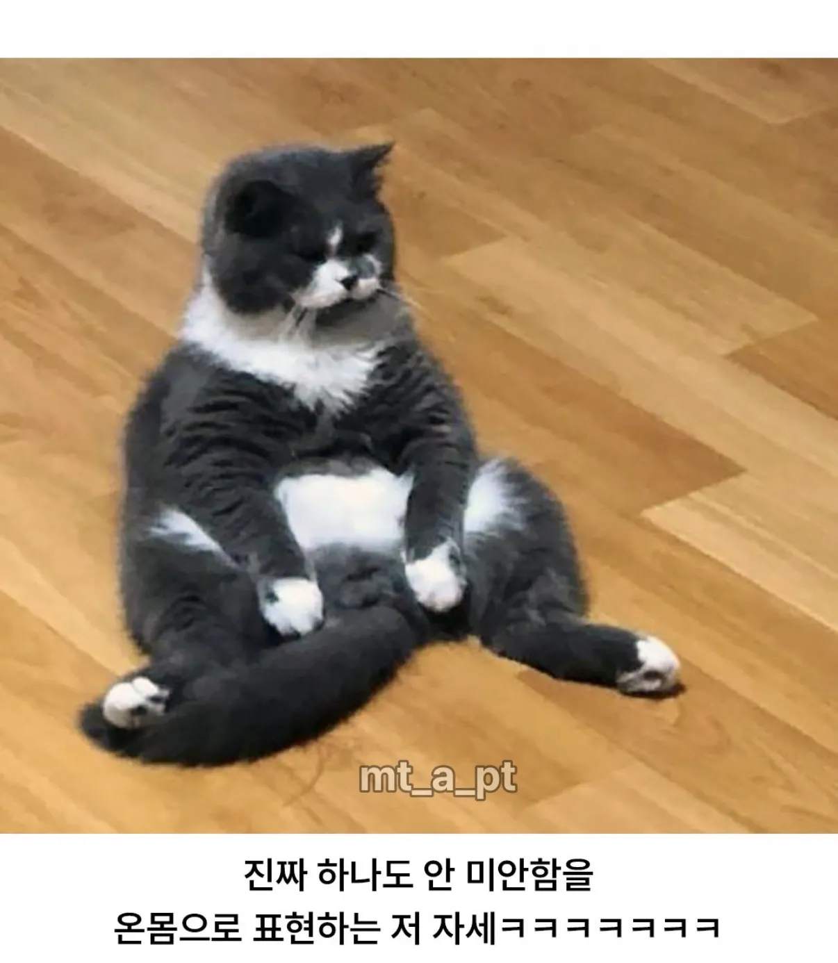 엄마한테 혼나서 대치중인 고앵이.jpg
