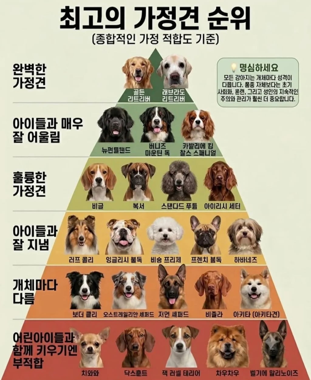 최고의 가정견