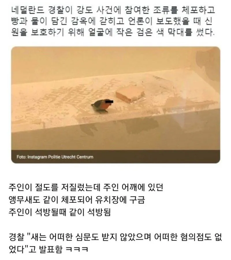 못난 주인 때문에 같이 체포된 앵무새