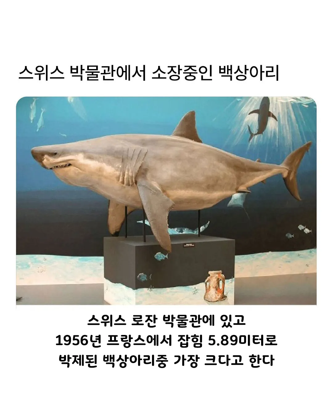 프리서버 커뮤니티 인기 게시물 - 스위스 박물관에서 소장중인 백상아리의 숨겨진 비밀.jpg