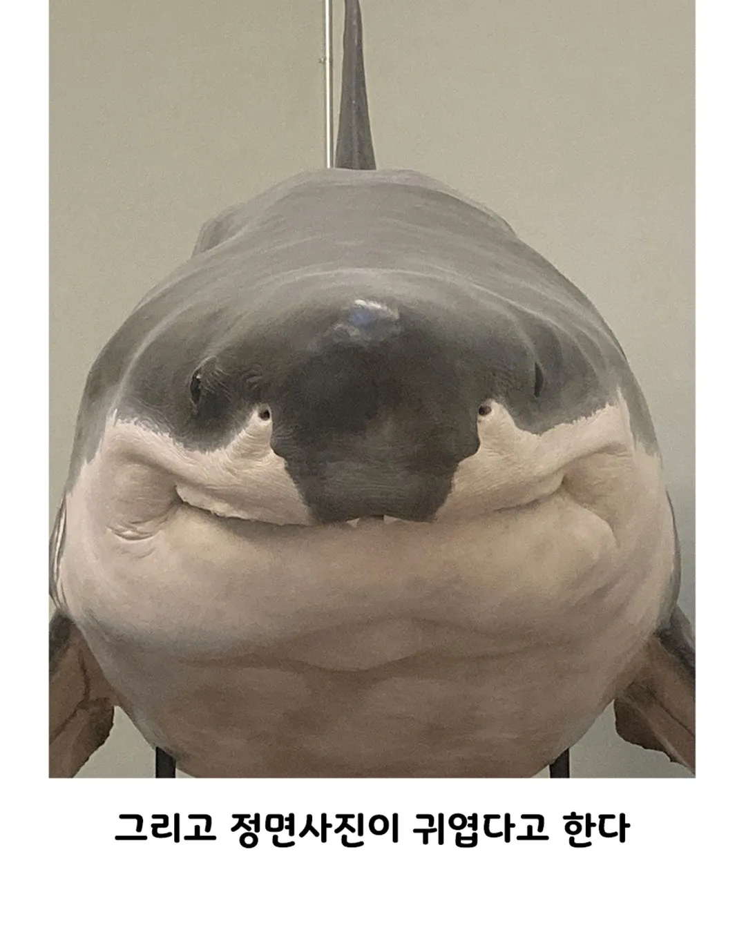 싱글벙글) 스위스 박물관에서 소장중인 백상아리의 숨겨진 비밀.jpg