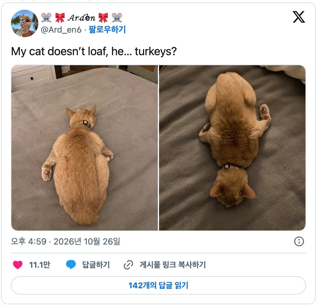 어떤 고양이의 특이한 식빵자세