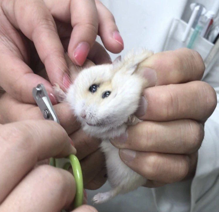 고작 발톱 깎는다고 짜부되고 눈물 그렁그렁함.