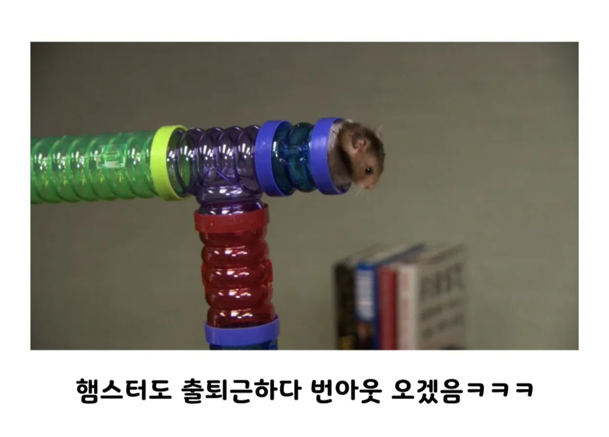 햄스터도 번아웃 오게 만드는 회사.jpg