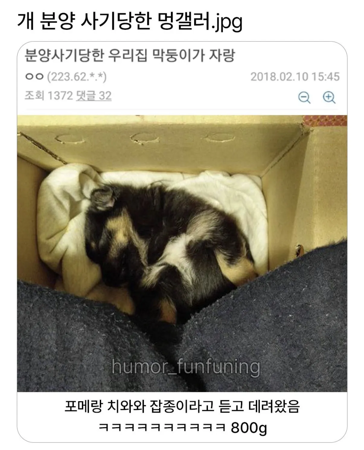 개 분양 사기당한 멍갤러.jpg