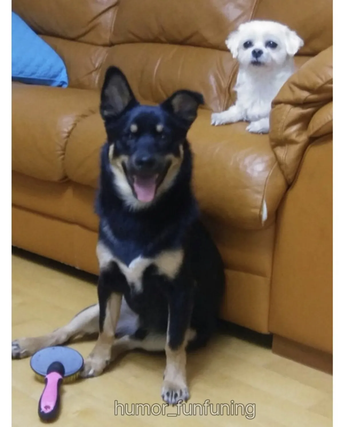 개 분양 사기당한 멍갤러.jpg