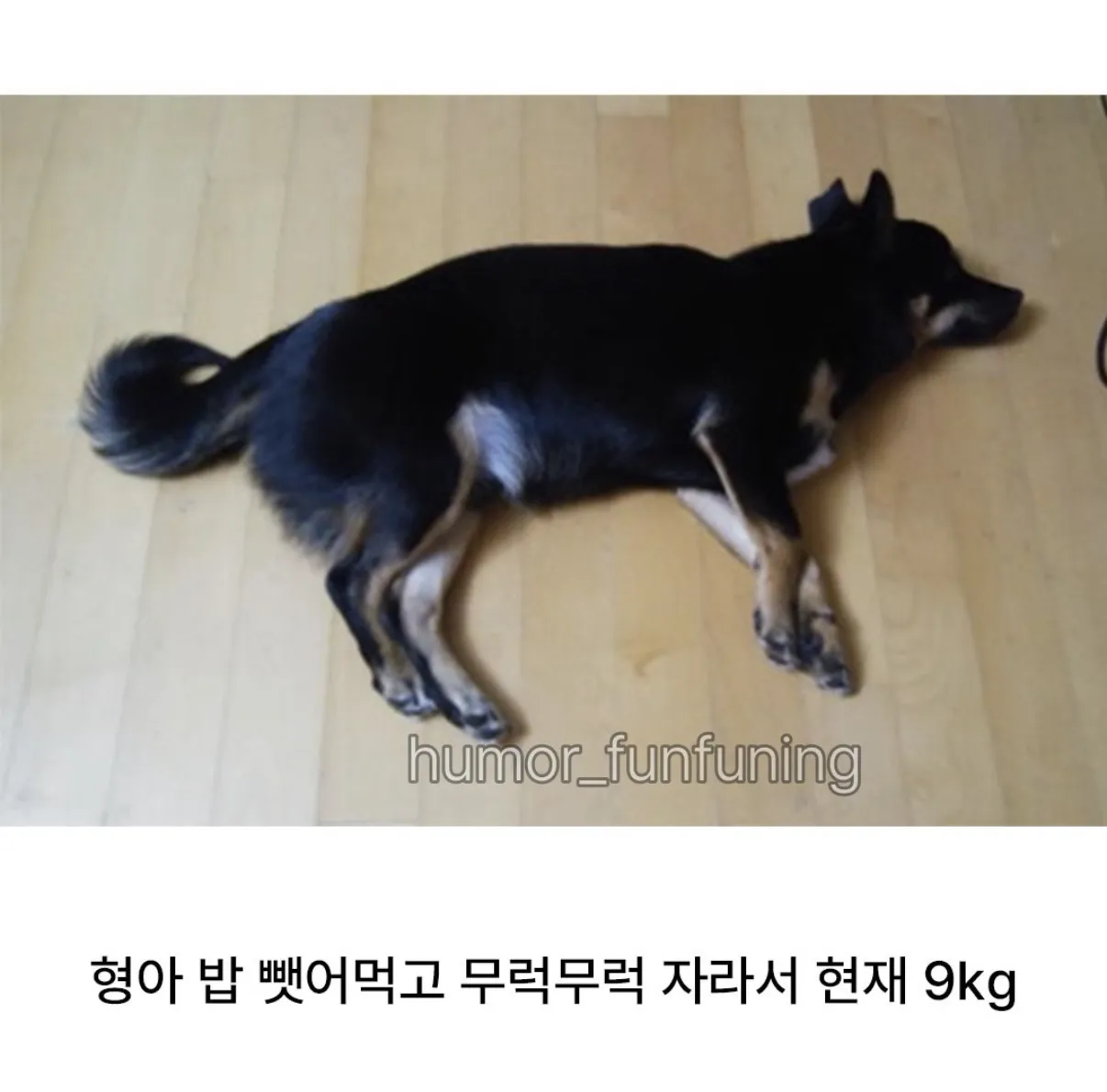 개 분양 사기당한 멍갤러.jpg
