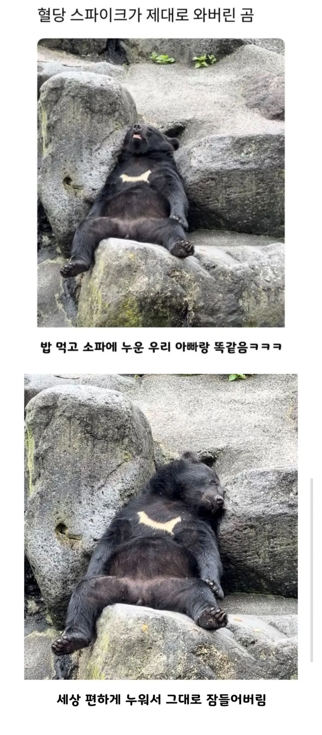 프리서버 커뮤니티 인기 게시물 - 혈당 스파이크가 제대로 와버린 곰