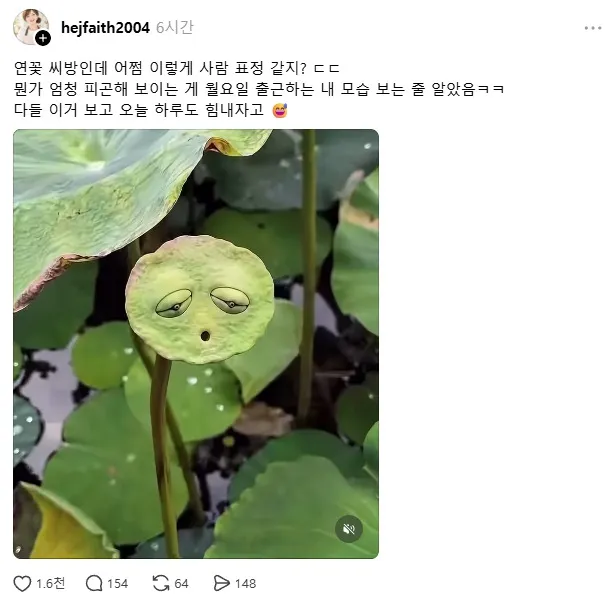 연꽃 씨방이 어떻게 월요일 아침 내 얼굴인데.gif