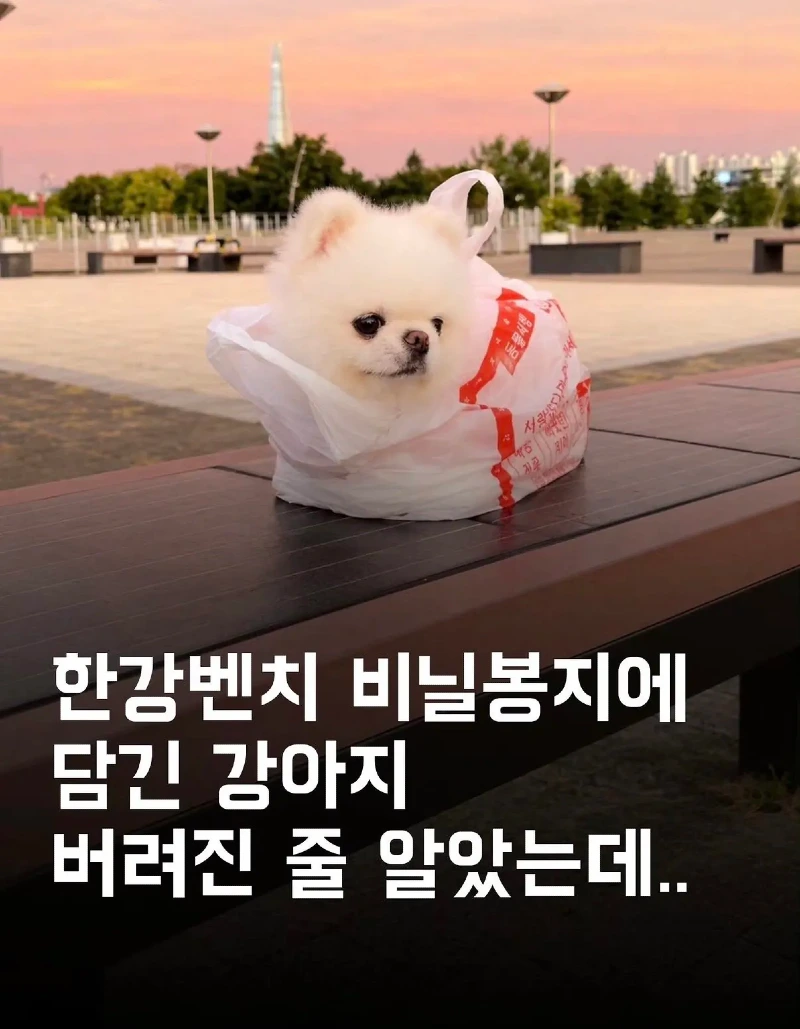 한강벤치 비닐봉지에담겨 버려진줄 알았던 강아지
