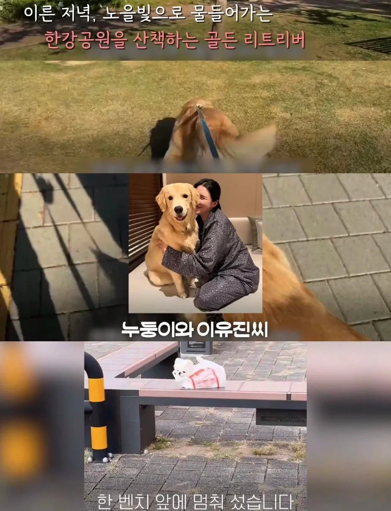 한강벤치 비닐봉지에담겨 버려진줄 알았던 강아지