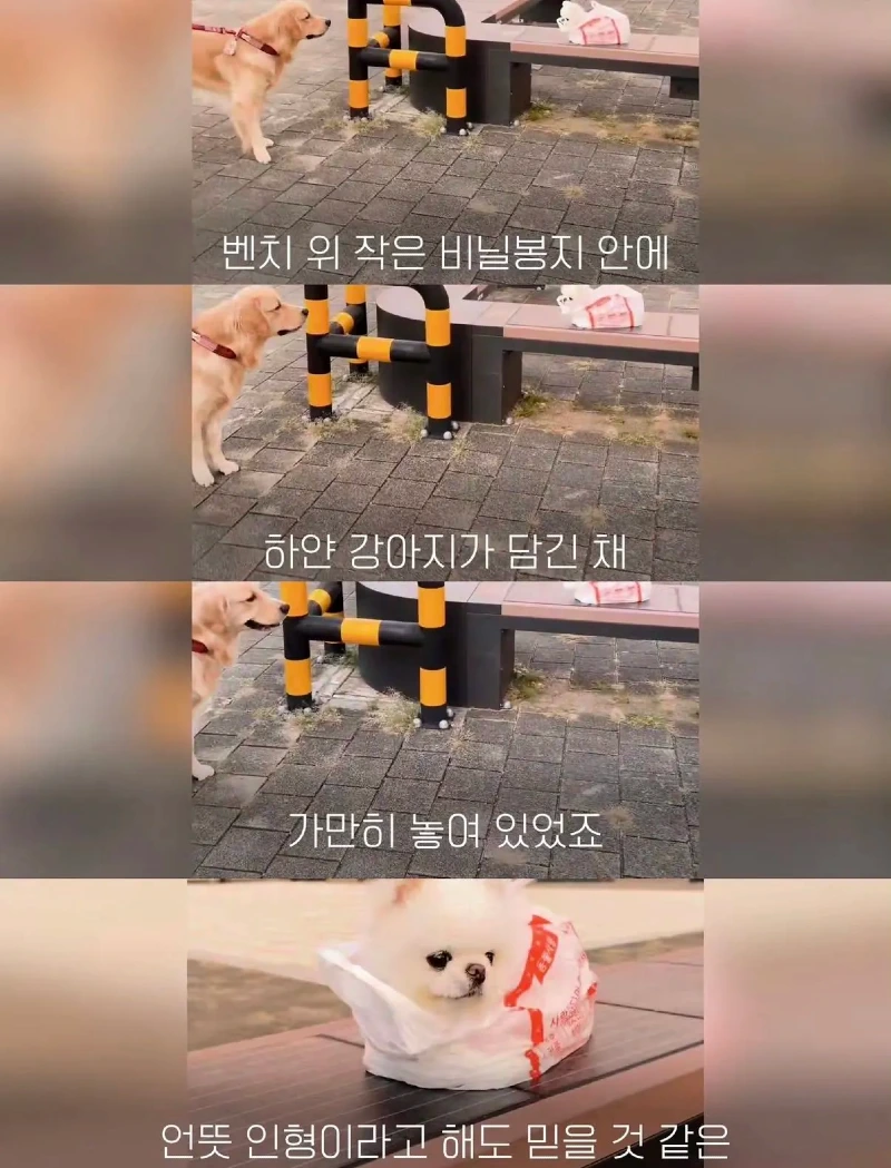 한강벤치 비닐봉지에담겨 버려진줄 알았던 강아지