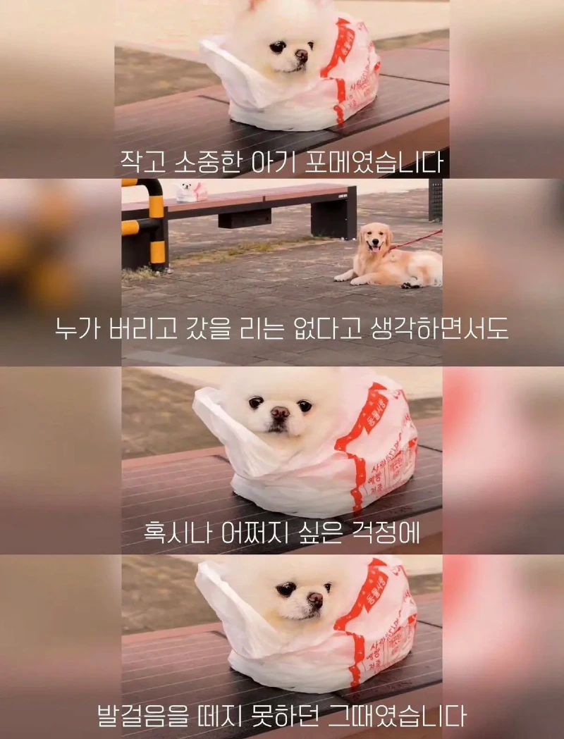 한강벤치 비닐봉지에담겨 버려진줄 알았던 강아지