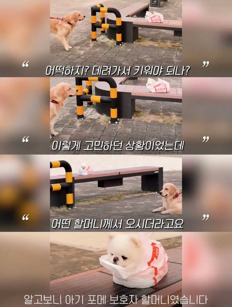 한강벤치 비닐봉지에담겨 버려진줄 알았던 강아지