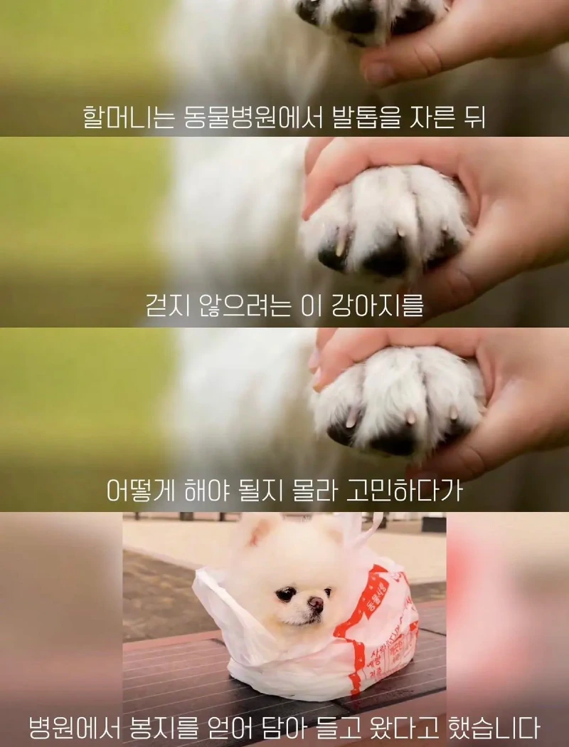 한강벤치 비닐봉지에담겨 버려진줄 알았던 강아지