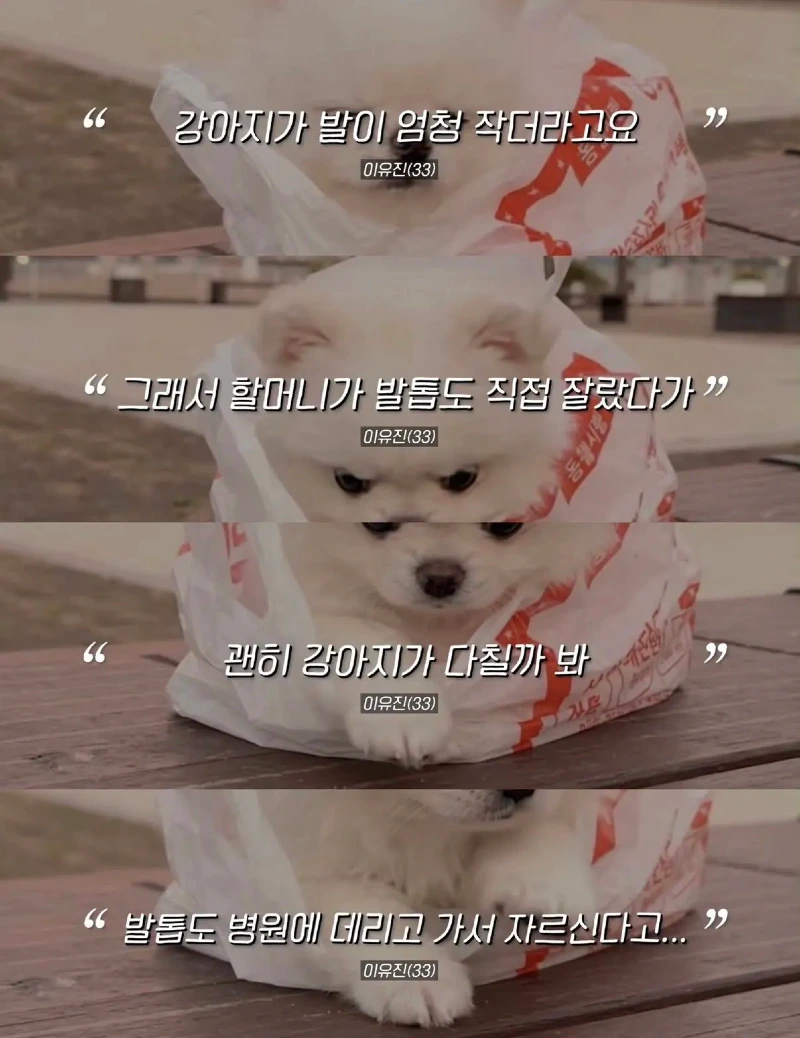 한강벤치 비닐봉지에담겨 버려진줄 알았던 강아지