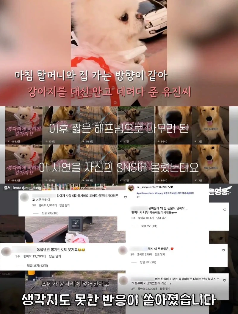 한강벤치 비닐봉지에담겨 버려진줄 알았던 강아지