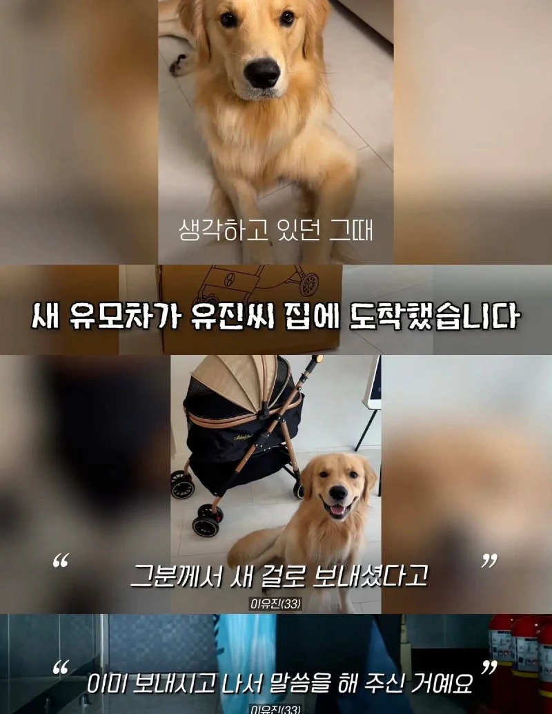 한강벤치 비닐봉지에담겨 버려진줄 알았던 강아지