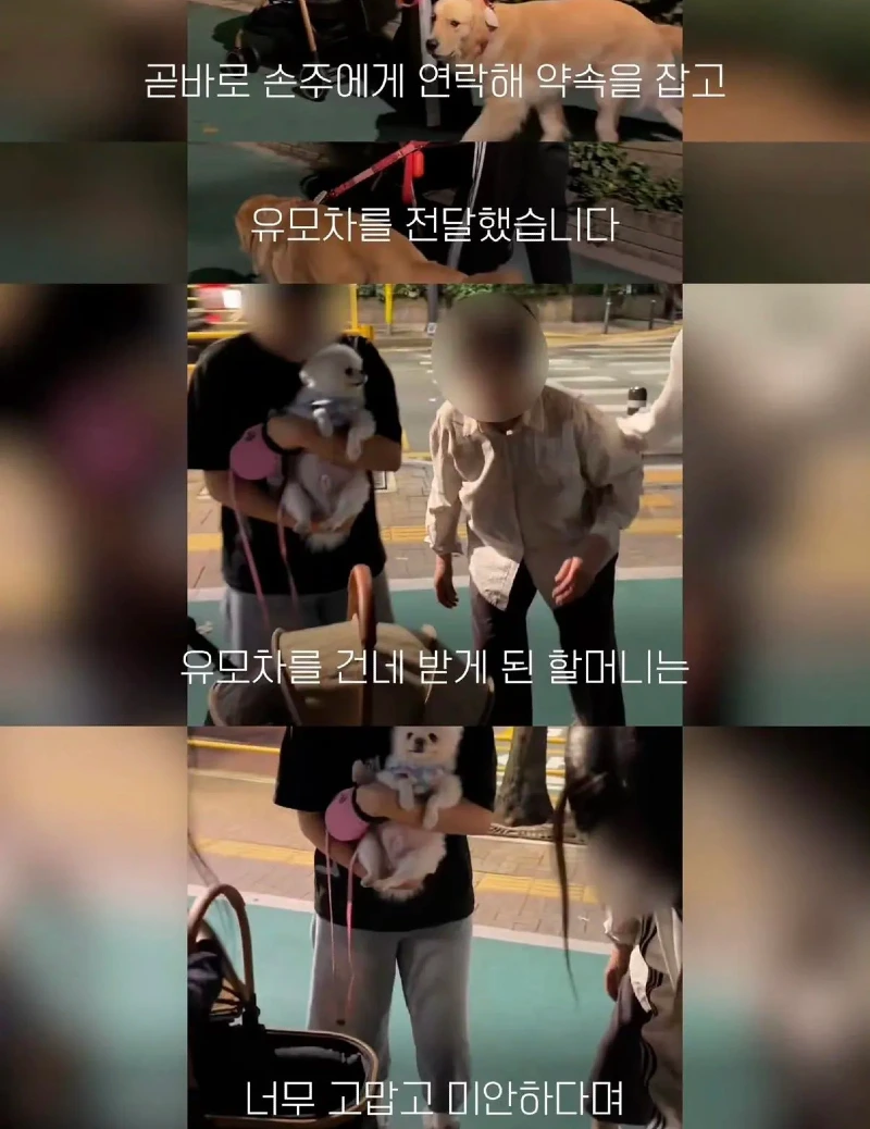 한강벤치 비닐봉지에담겨 버려진줄 알았던 강아지