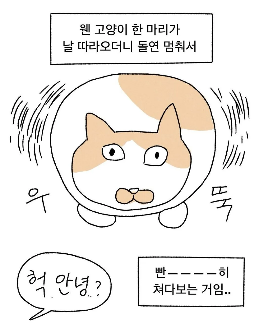 프로 츄르강탈 고양이