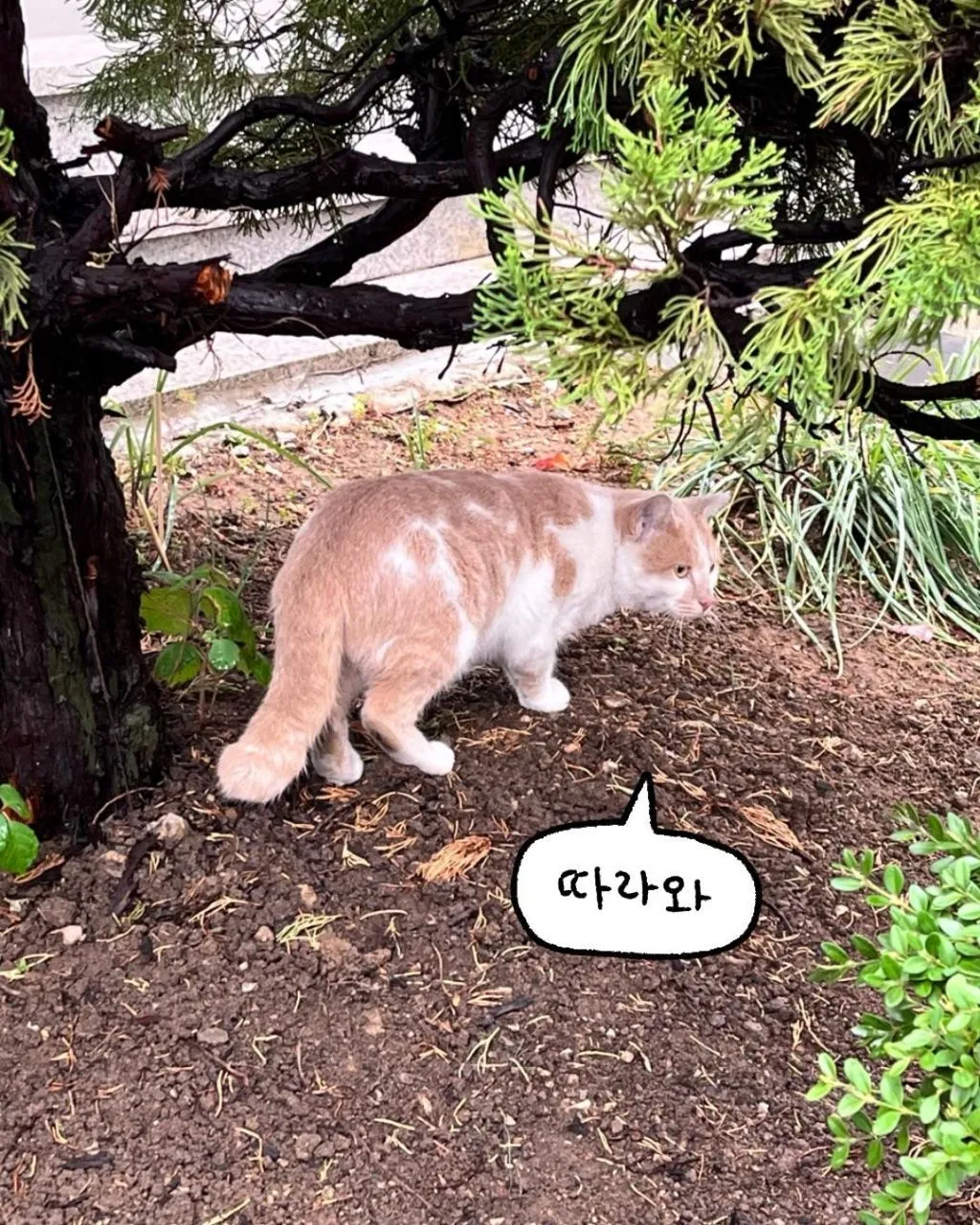 프로 츄르강탈 고양이