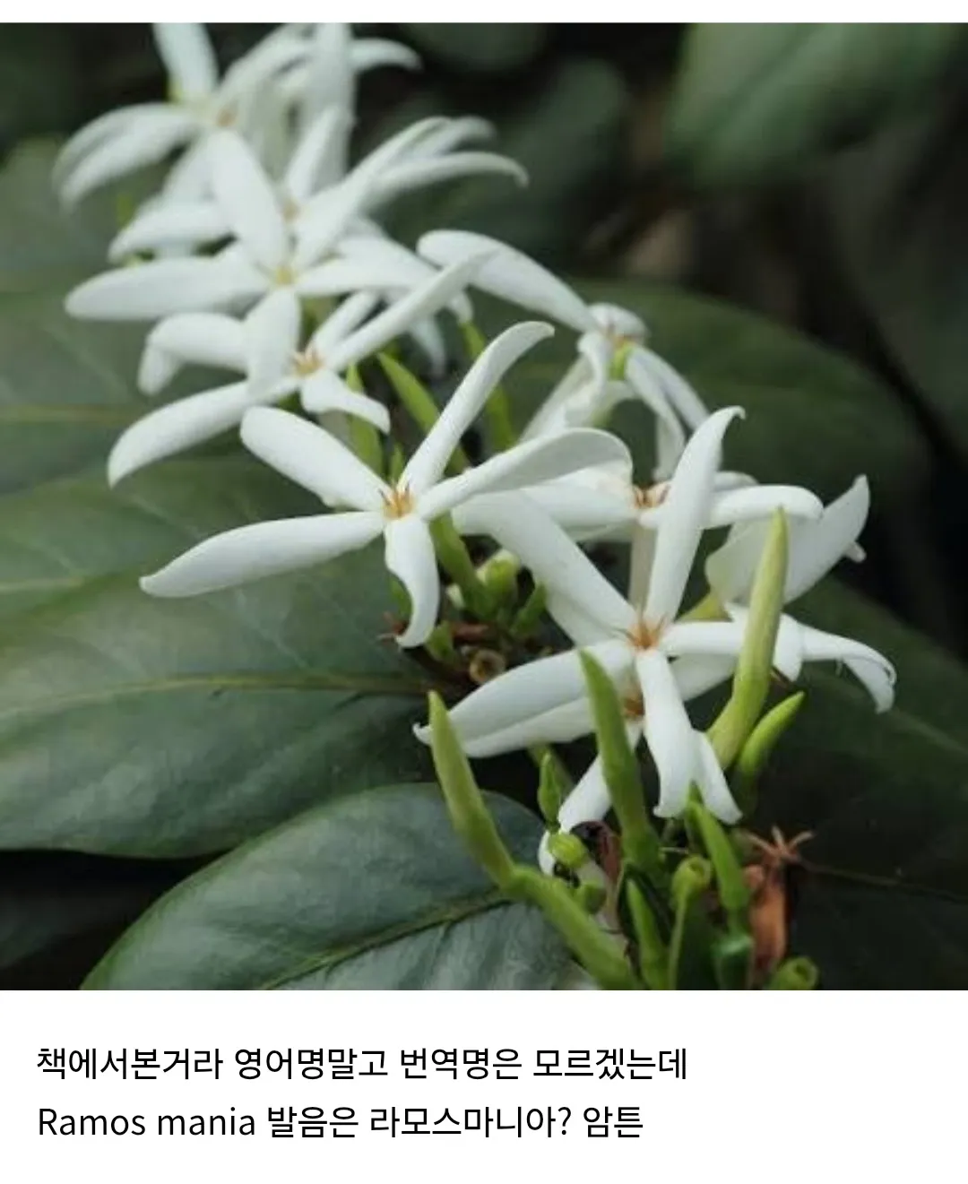 한 학생의 집앞에 발견된 멸종된 식물