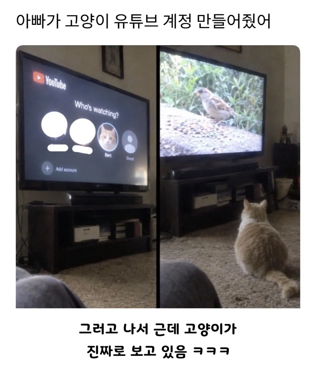 아빠가 고양이 유튜브계정 만들어줬어.jpg