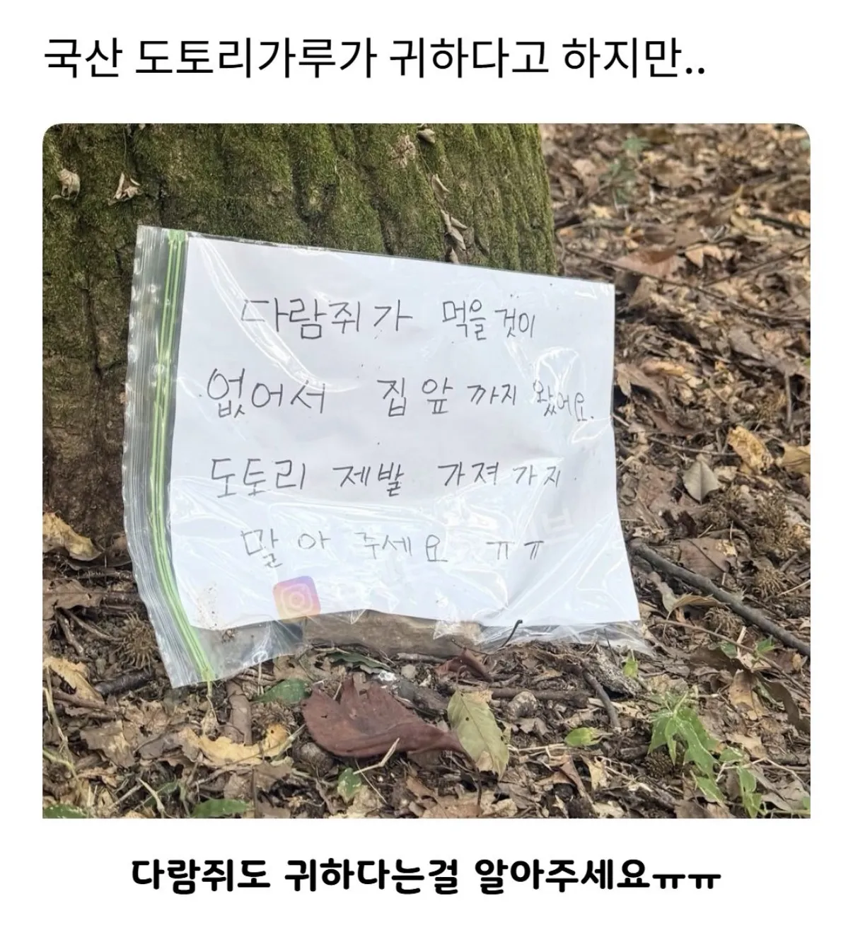 국산 도토리가루가 귀하다고 하지만..jpg